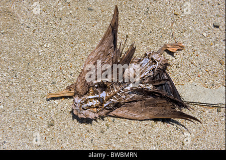 Uccelli marini morti sul litorale del Salton Sea, Bombay Beach, nel sud della California, Stati Uniti d'America. Foto Stock