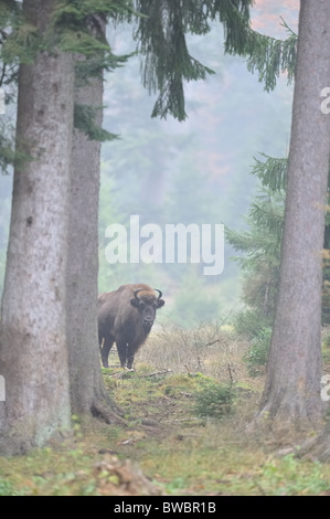 Il bisonte europeo - Wisent (Bison bonasus) maschio cercando tra gli alberi nella nebbia Foto Stock