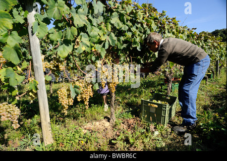 Italia, Basilicata, Roccanova, vigneti, vendemmia, uomo che raccoglie l'uva a mano Foto Stock