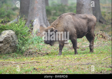 Il bisonte europeo - Wisent (Bison bonasus) femmina Foto Stock