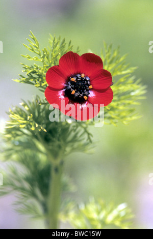 Fagiani occhio (Adonis annua), fiore. Foto Stock