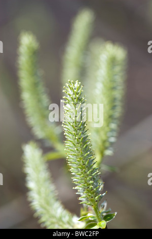 Paesaggio, alberi, fiori, montante salix willow amenti su un albero in un giardino inglese in primavera. Foto Stock