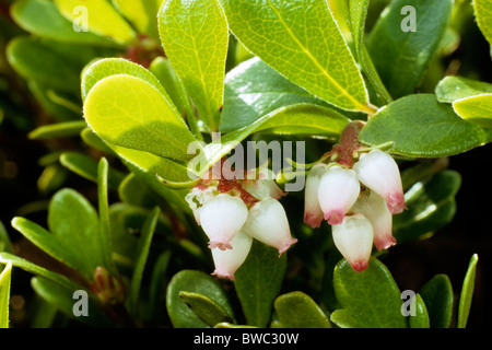 Uva ursina, Mirtillo Rosso (Arctostaphylos uva-ursi), ramoscello con foglie e fiori. Foto Stock