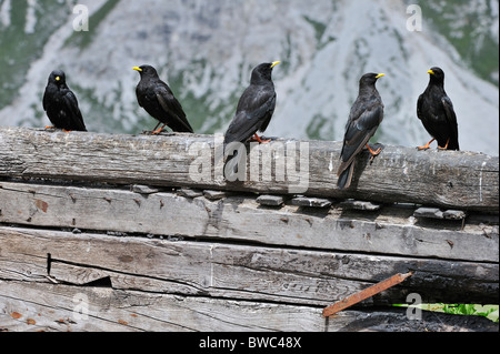 Gracchio alpino / giallo-fatturate (CHOUGH Pyrrhocorax graculus) gregge appollaiato sulla staccionata in legno, Dolomiti, Italia Foto Stock