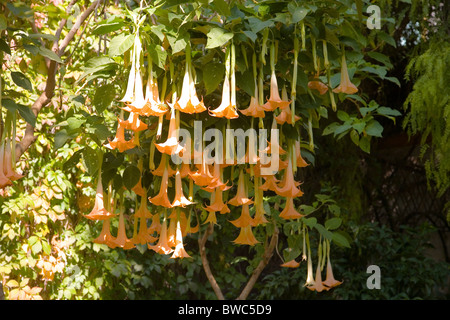 Brugmansia x candida 'Grand Marnier' o Angeli' trombe Foto Stock