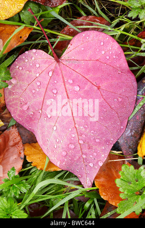 Foglie di autunno di Cercis canadensis nome comune Forest Pansy Foto Stock