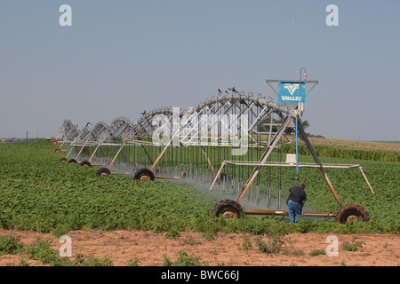 Irrigatore acque campo di fagioli di soia in zona agricola del Texas Panhandle. Foto Stock
