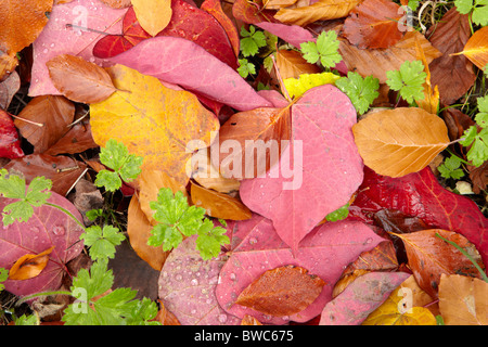 Foglie di autunno di Cercis canadensis nome comune Forest Pansy Foto Stock