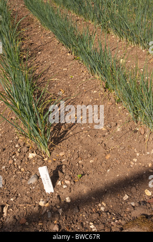 Righe di Longbow porri in crescita in un orto nel Regno Unito Foto Stock