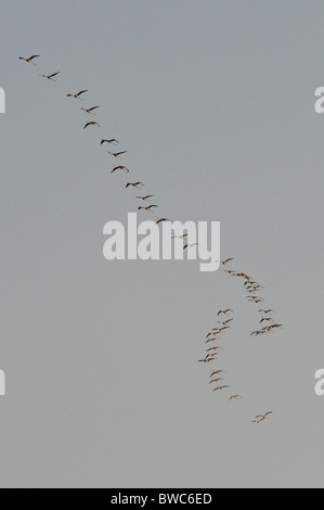 Un gregge di Flamingo in volo sopra la Camargue,Francia Foto Stock