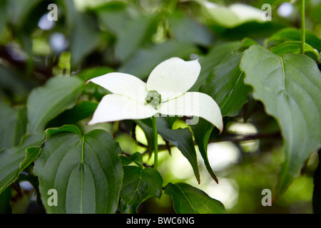 Fiori di Cornus kousa sinensis Foto Stock