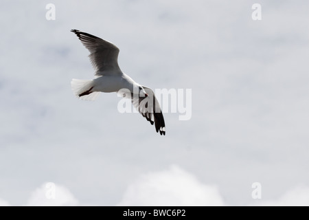 Gabbiano argento (Larus novaehollandiae) in volo in Australia. Foto Stock