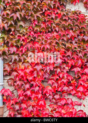 Edera rosse foglie di autunno che copre una parete Foto Stock