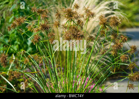 CYPERUS FUSCUS GALANGA DI COLORE MARRONE O MARRONE FLATSEDGE Foto Stock