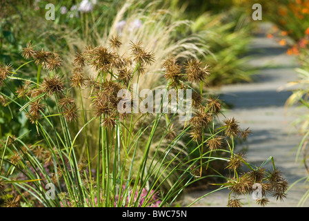 CYPERUS FUSCUS GALANGA DI COLORE MARRONE O MARRONE FLATSEDGE Foto Stock