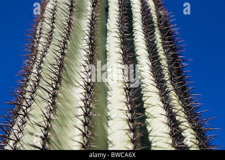 Stati Uniti d'America, Arizona, Phoenix, cactus contro il cielo blu Foto Stock