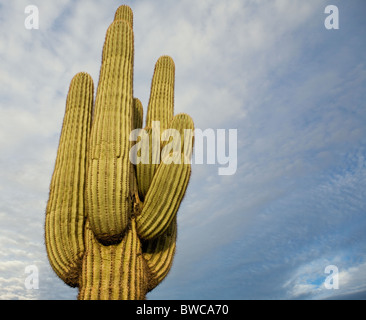 Stati Uniti d'America, Arizona, Phoenix, cactus contro il cielo nuvoloso Foto Stock