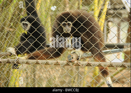 Captive Gibbons - Si Satchanalai Foto Stock