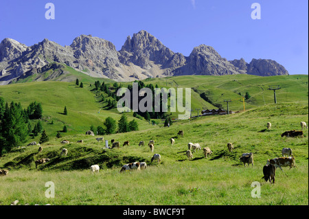 Le mucche nei campi verdi nelle montagne delle Dolomiti Foto Stock