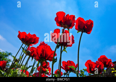 Papaveri rossi, Papaver, in un giardino contro un cielo blu chiaro Foto Stock