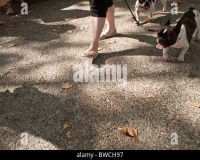 Donna camminando due cani in un parco a Perpignan sud-ovest della Francia Foto Stock