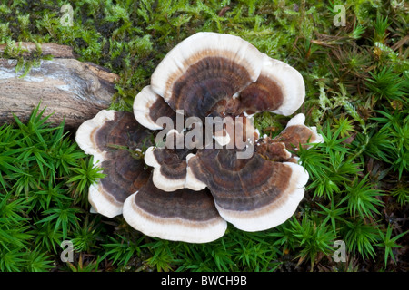 Molti-zoned Polypore o la Turchia fungo di coda Foto Stock