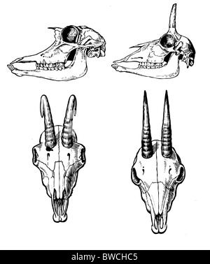 Cranio di fauna selvatica su sfondo bianco Foto Stock