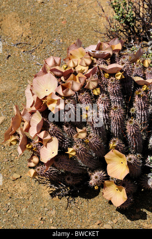 Hoodia piante e fiori. Sud Africa. Foto Stock