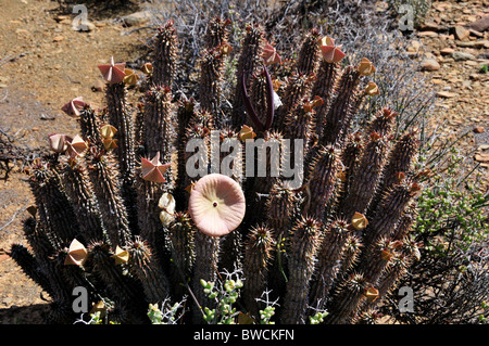 Hoodia piante e fiori. Sud Africa. Foto Stock