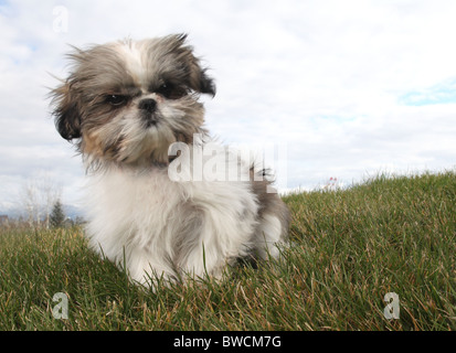 Fluffy Shitsu cucciolo seduto su erba verde Foto Stock