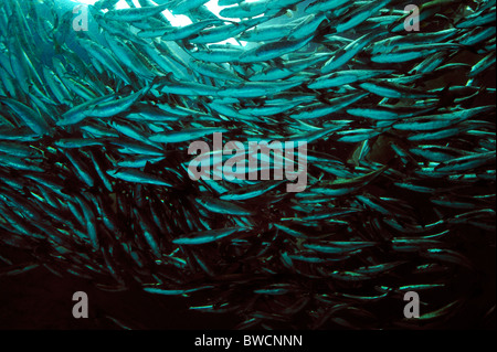 Coho salmone, Oncorhynchus kisutch, il novellame, captive Foto Stock