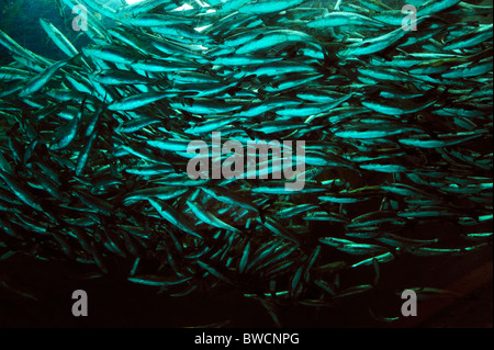 Coho salmone, Oncorhynchus kisutch, il novellame, captive Foto Stock