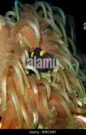 Twoband, anemonefish Amphiprion bicinctus, captive Foto Stock