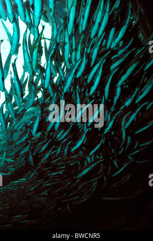 Coho salmone, Oncorhynchus kisutch, il novellame, captive Foto Stock