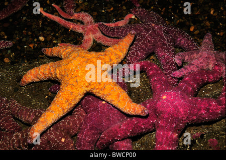 Ocra delle stelle di mare, Pisaster ochraceus, captive Foto Stock