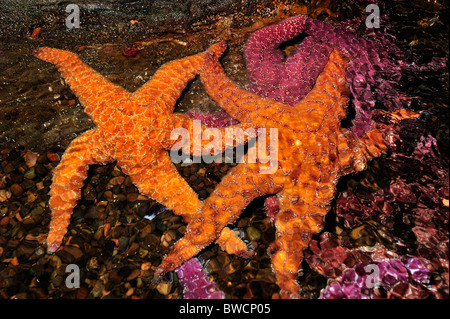 Ocra delle stelle di mare, Pisaster ochraceus, captive Foto Stock