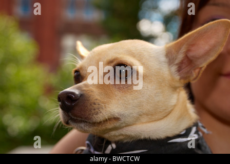 Chihuahua essendo trattenuto dal suo proprietario alla rosa Dog Show in Manchester 2010. Foto Stock