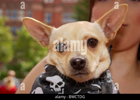 Chihuahua essendo trattenuto dal suo proprietario alla rosa Dog Show in Manchester 2010. Foto Stock