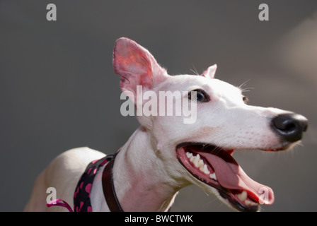 Cane in un dog show Foto Stock