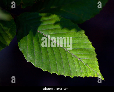 Close-up di foglia dalla American faggio (Fagus grandifolia) Foto Stock
