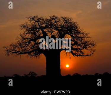 Tramonto africano sotto un favoloso baobab. Foto Stock