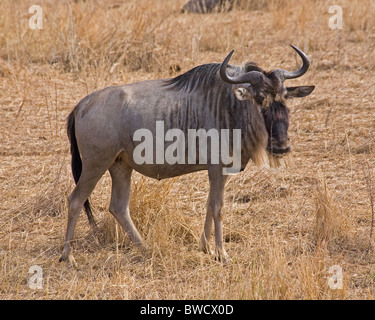 Un possente gnu migratori nella savana africana. Foto Stock