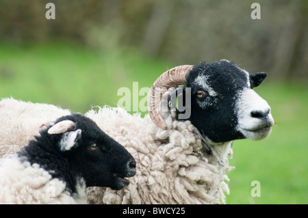 Padre e figlio. Una RAM e un bambino di pecore nel Derbyshire Dales, REGNO UNITO Foto Stock