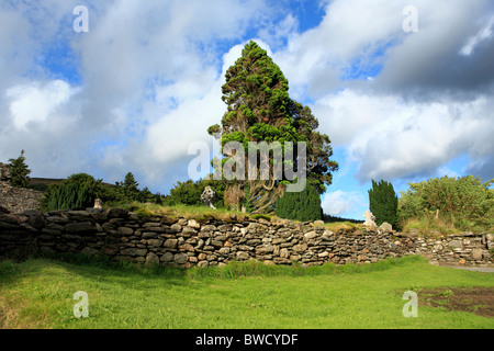 Cipresso, Glendalough, Monti Wicklow, Irlanda Foto Stock