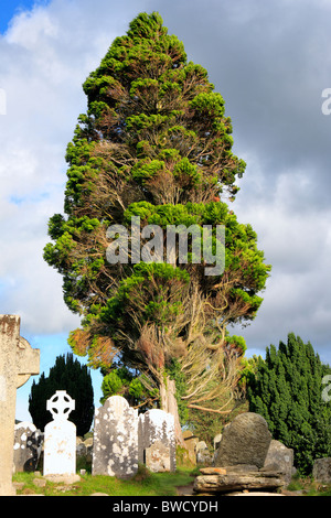 Cipresso, Glendalough, Monti Wicklow, Irlanda Foto Stock