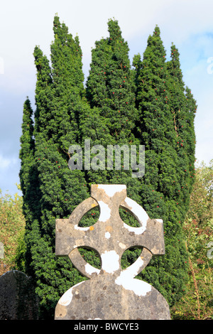 Cipresso, Glendalough, Monti Wicklow, Irlanda Foto Stock