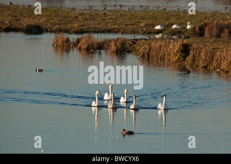 Whooper e cigni a Welney WWT. Foto Stock