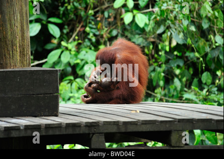 Femmina con i giovani - Sepilok Orangutan Centro di Riabilitazione vicino Sandakan nel nord-est di Sabah Foto Stock