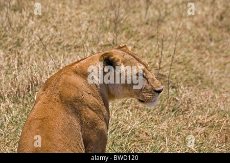 Una femmina di Lion si appoggia a seguito di un tentativo non riuscito di inseguire nel cratere di Ngorongoro. Foto Stock