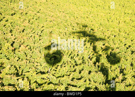 Ombra del cavo auto come si passa sopra i vigneti, Seilbahn, Rudesheim, Valle del Reno, Germania Foto Stock